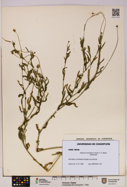 Helenium aromaticum [Espécimen: UDEC:CONC:0106194]