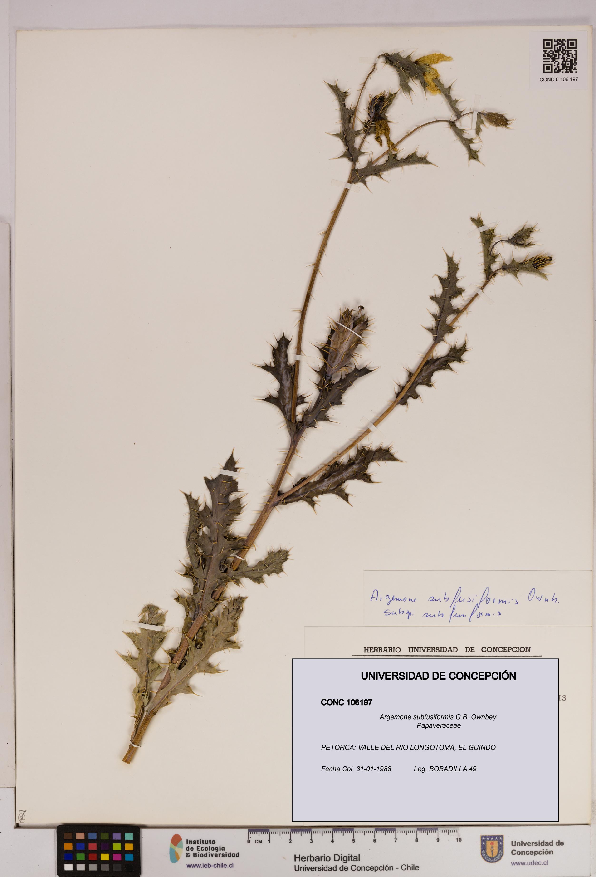 Argemone subfusiformis [Espécimen: UDEC:CONC:0106197]
