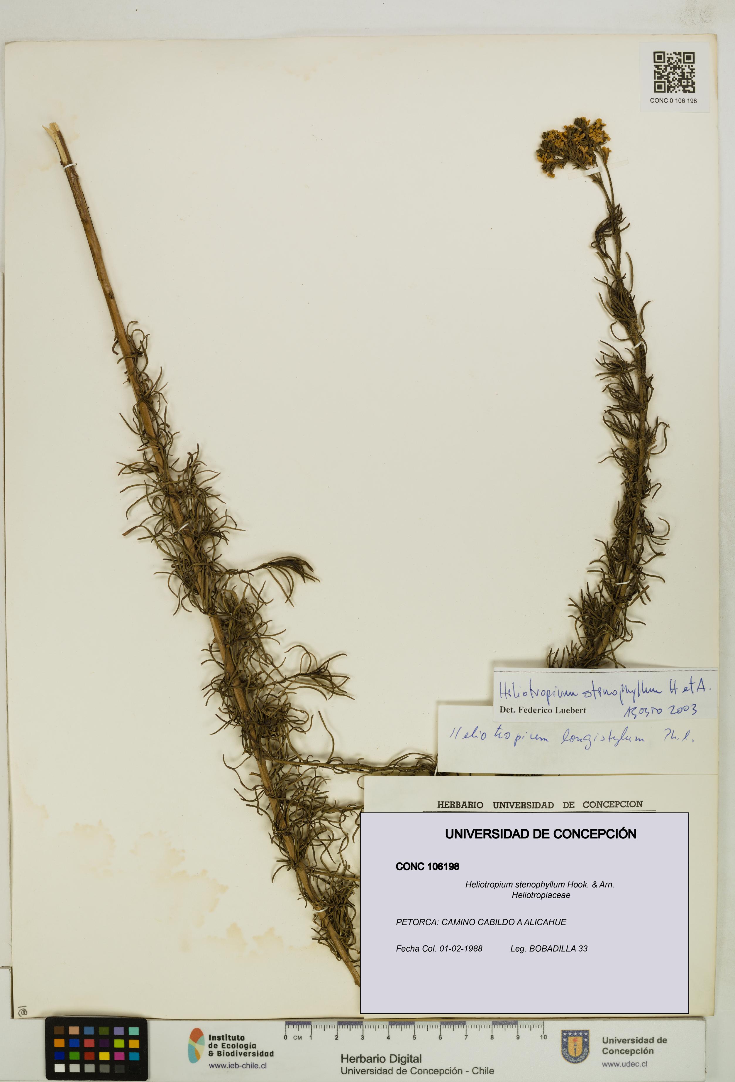 Heliotropium stenophyllum [Espécimen: UDEC:CONC:0106198]