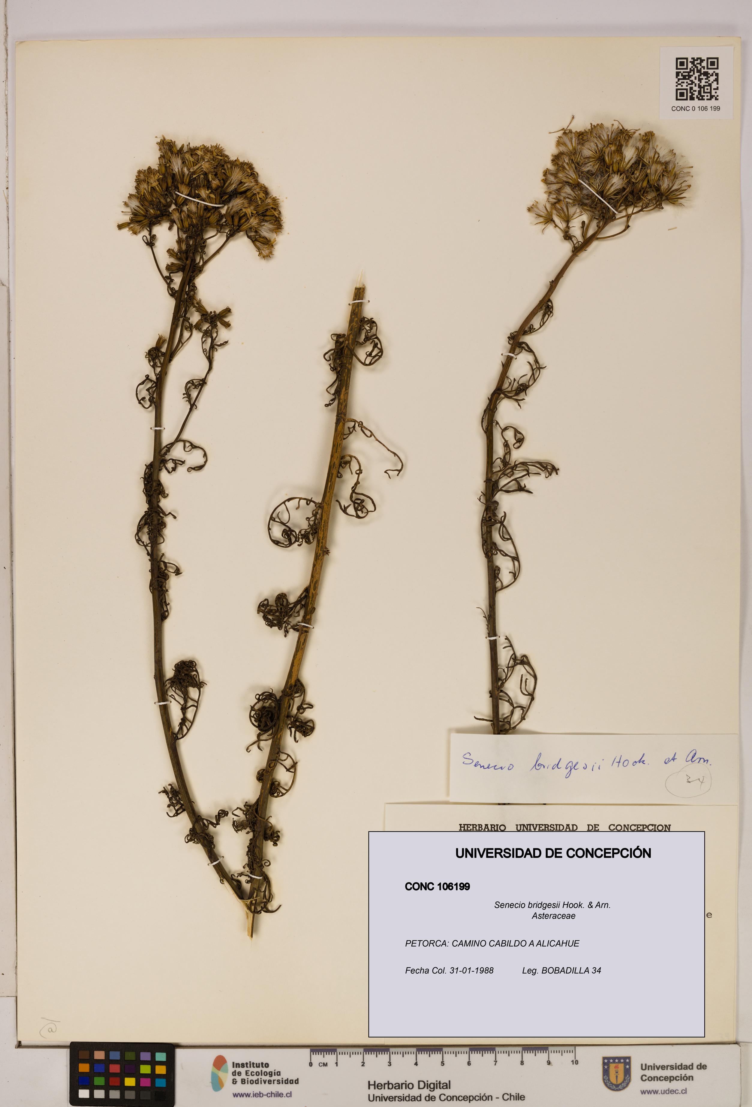 Senecio bridgesii [Espécimen: UDEC:CONC:0106199]