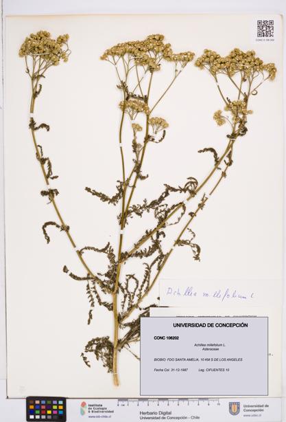 Achillea millefolium [Espécimen: ]