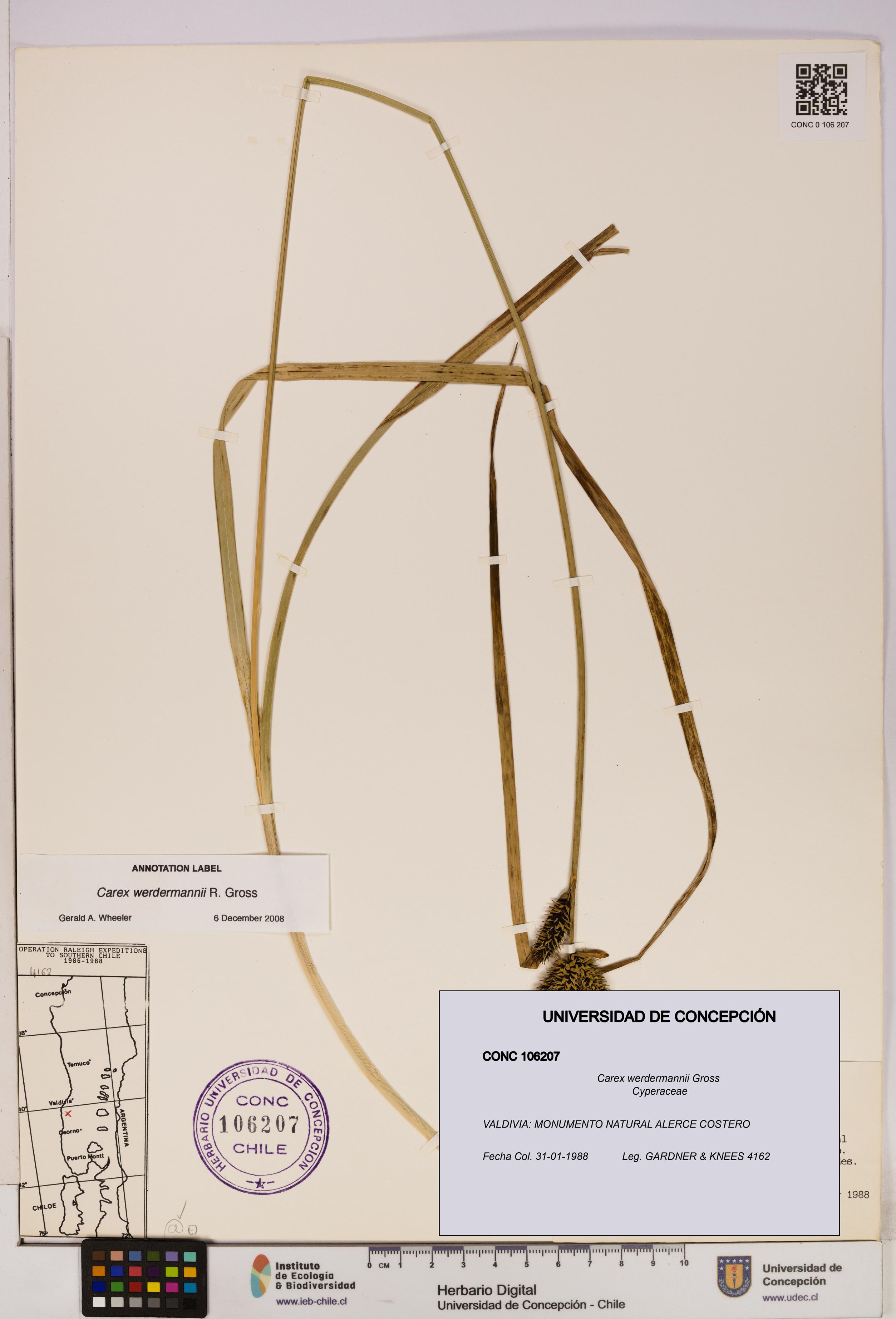 Carex werdermannii [Espécimen: UDEC:CONC:0106207]