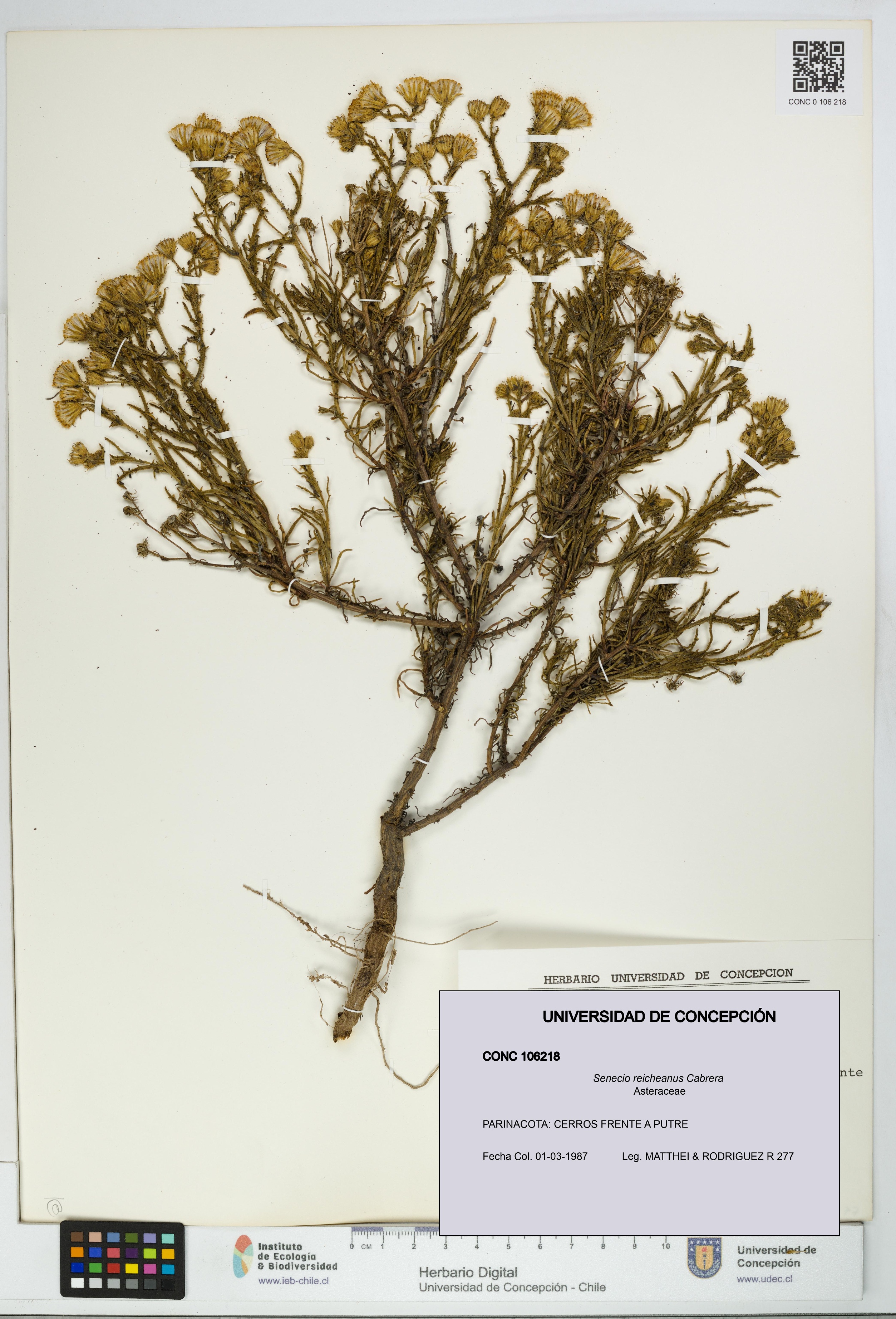 Senecio reicheanus [Espécimen: UDEC:CONC:0106218]