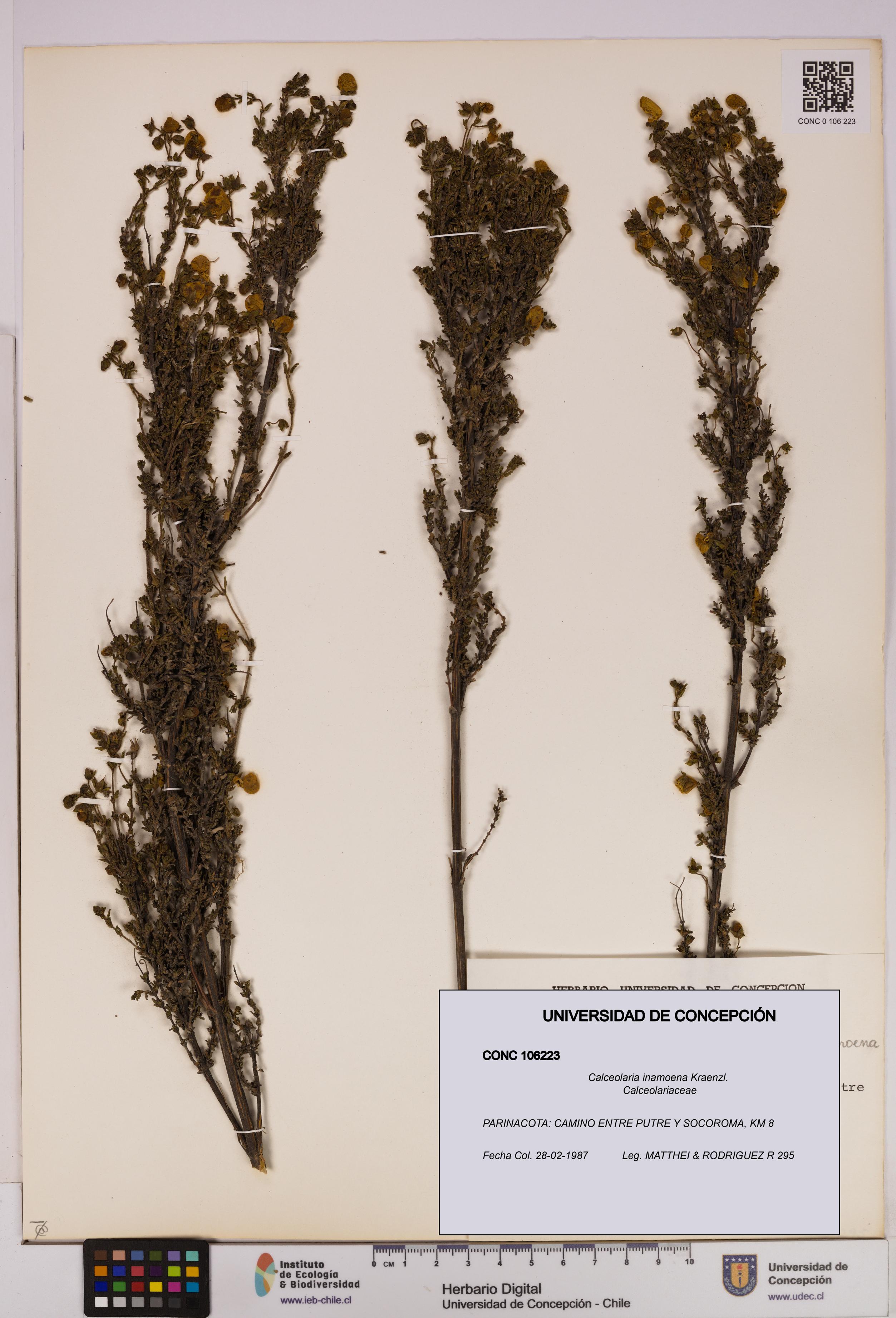 Calceolaria inamoena [Espécimen: UDEC:CONC:0106223]