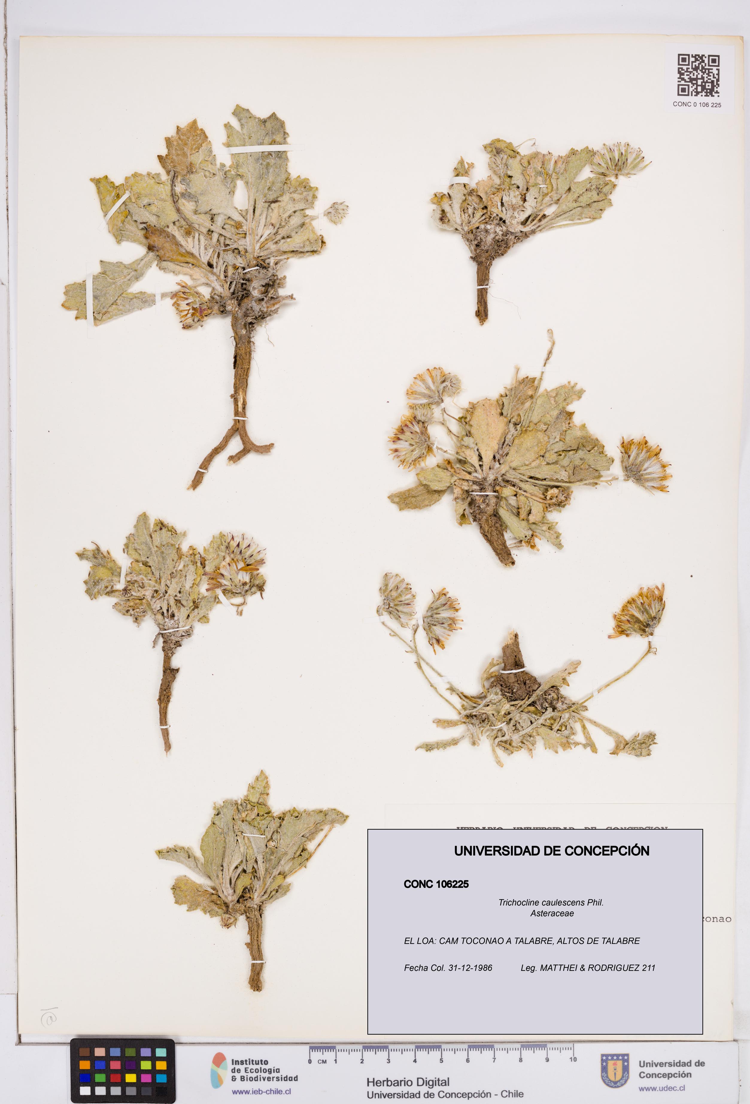 Trichocline caulescens [Espécimen: ]