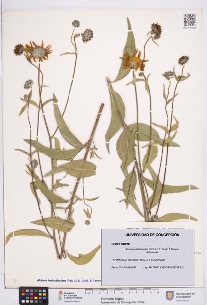 Aldama helianthoides [Espécimen: ]