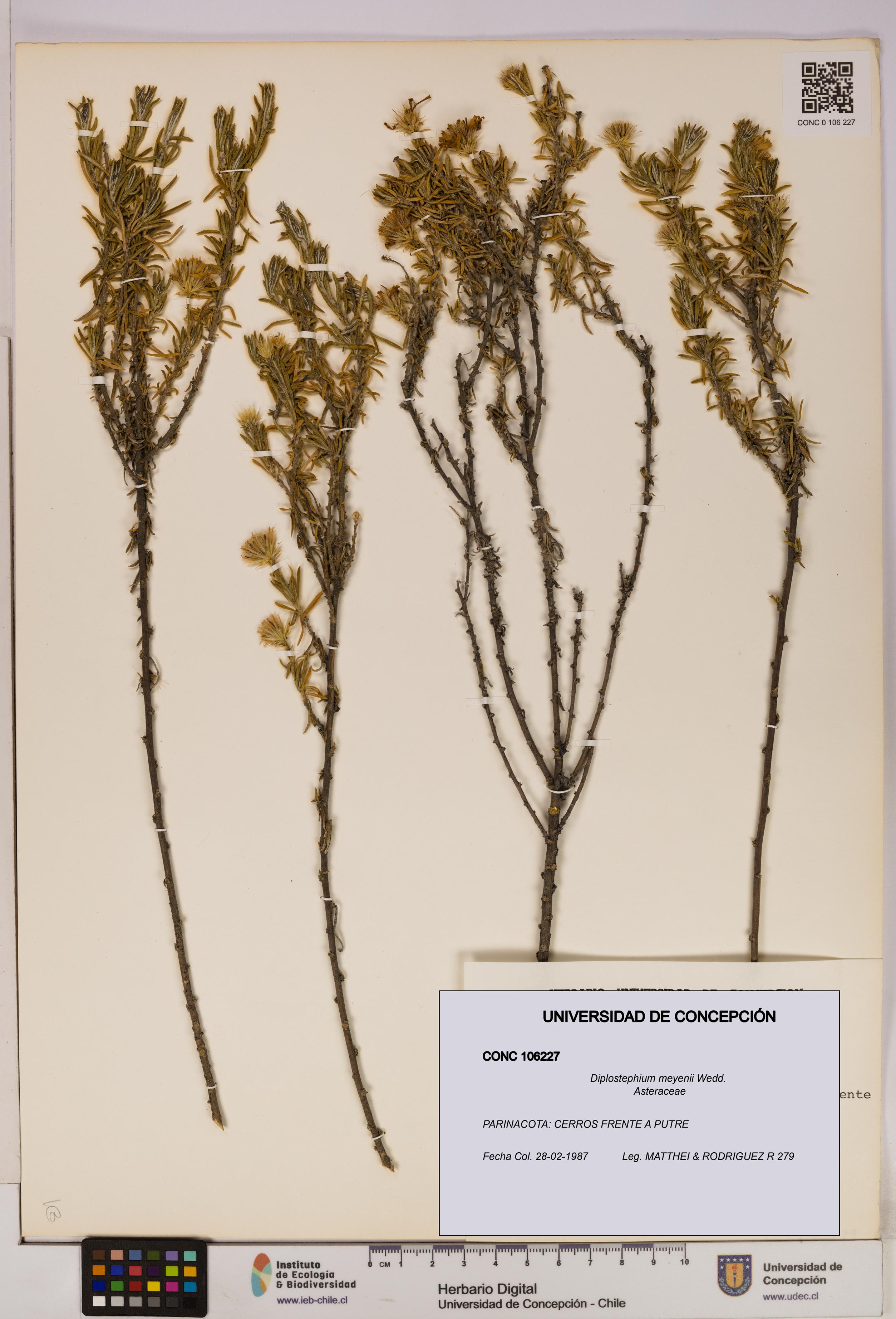 Diplostephium meyenii [Espécimen: UDEC:CONC:0106227]