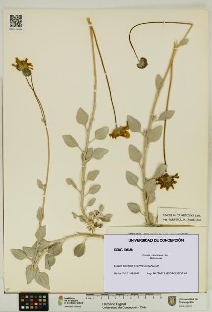 Encelia canescens [Espécimen: UDEC:CONC:0106338]