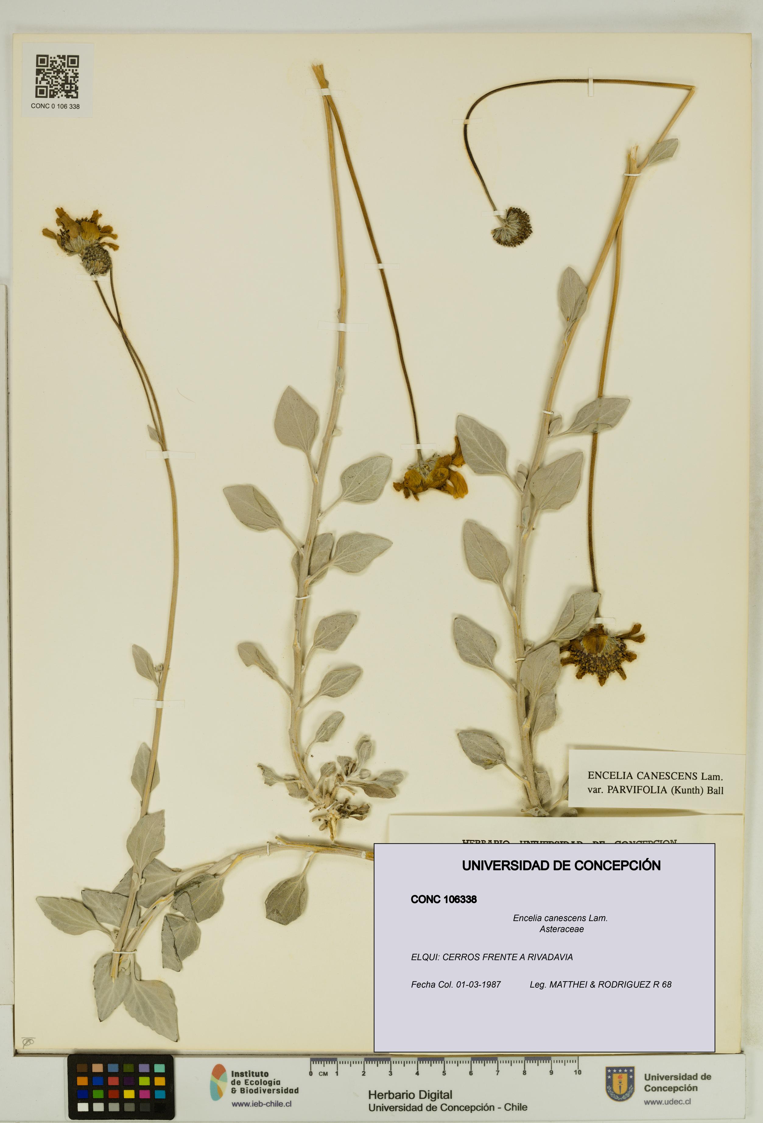 Encelia canescens [Espécimen: UDEC:CONC:0106338]