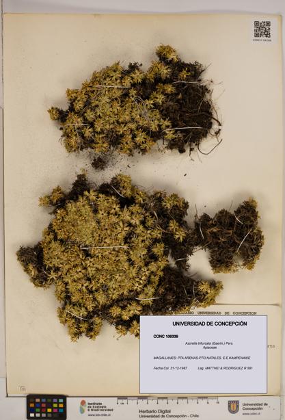 Azorella trifurcata [Espécimen: ]