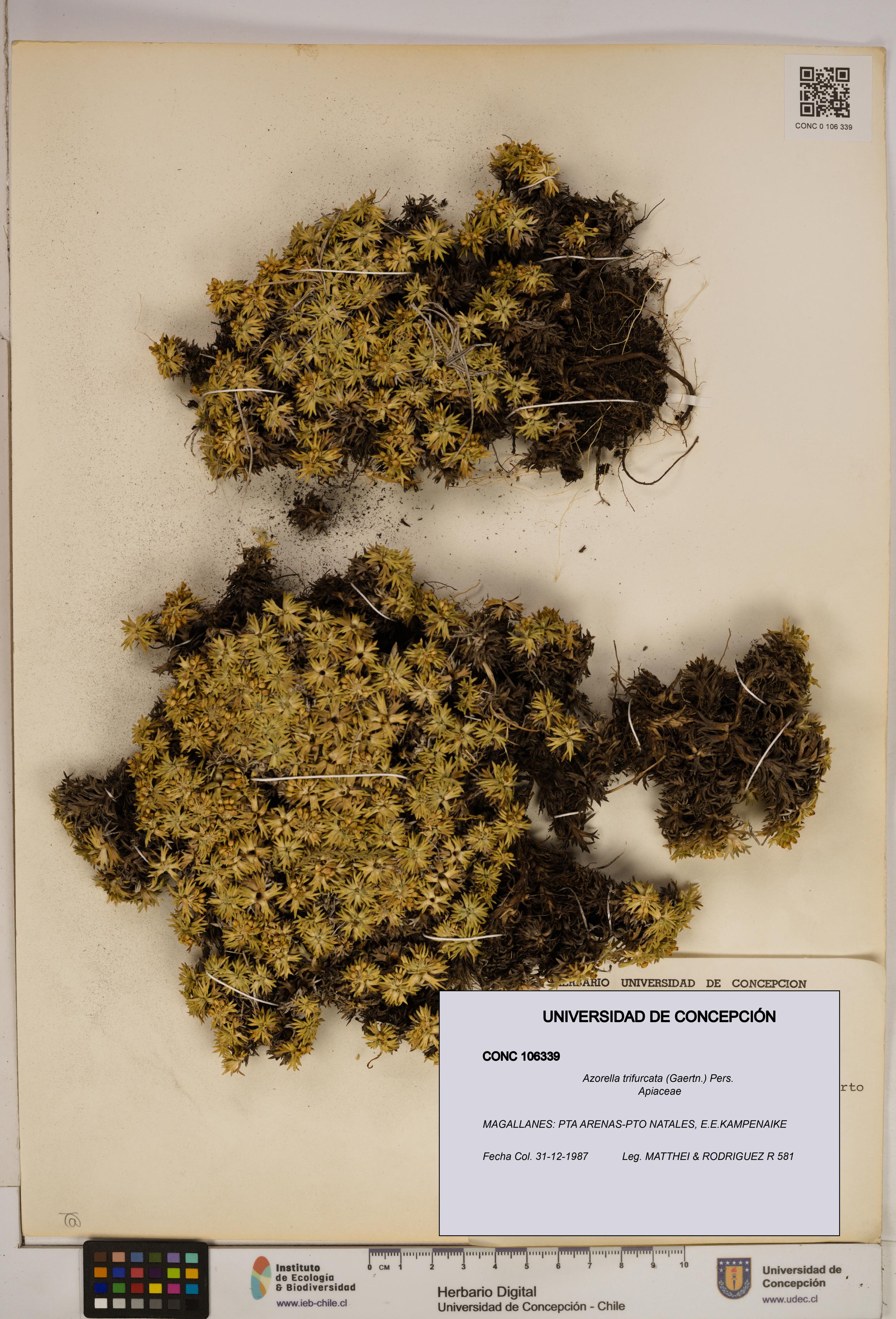 Azorella trifurcata [Espécimen: ]