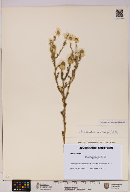 Cladanthus mixtus [Espécimen: UDEC:CONC:0106352]