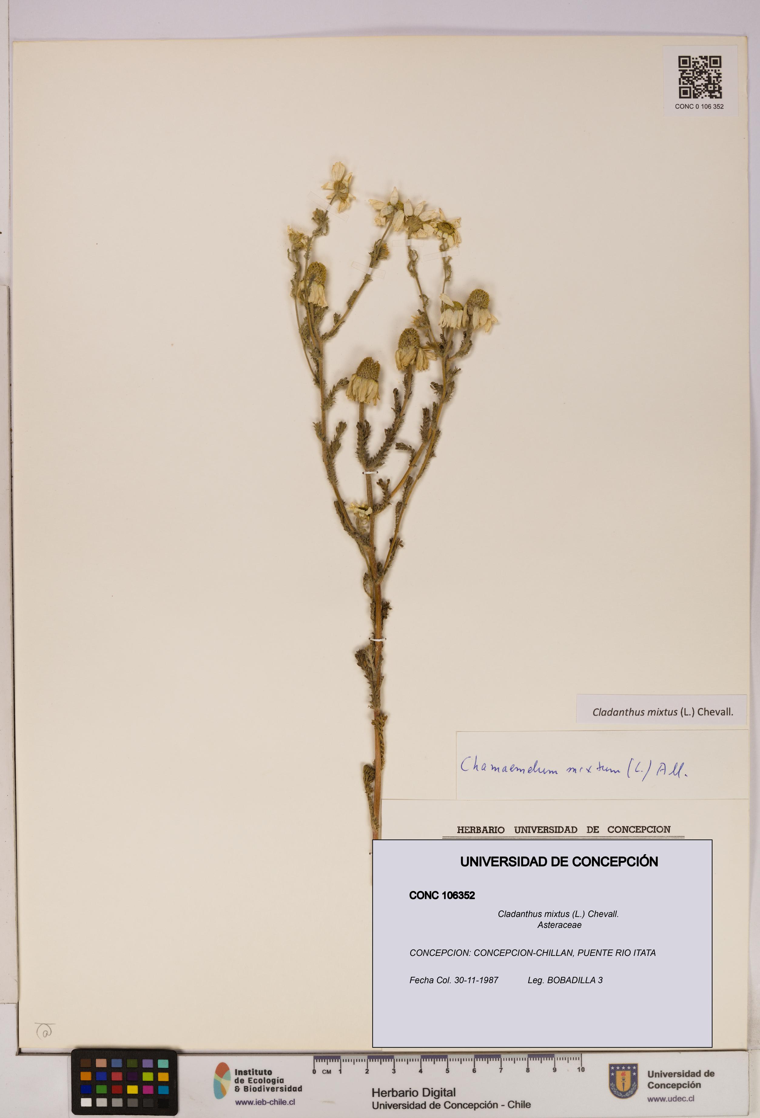 Cladanthus mixtus [Espécimen: UDEC:CONC:0106352]