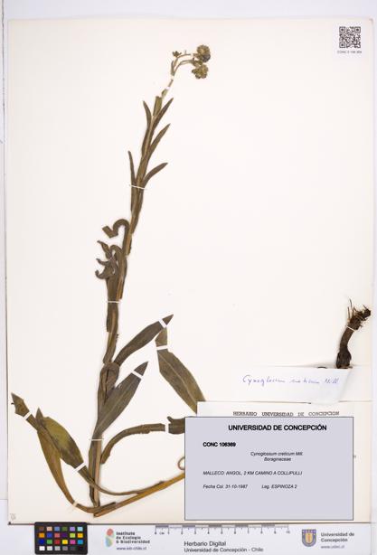 Cynoglossum creticum [Espécimen: ]