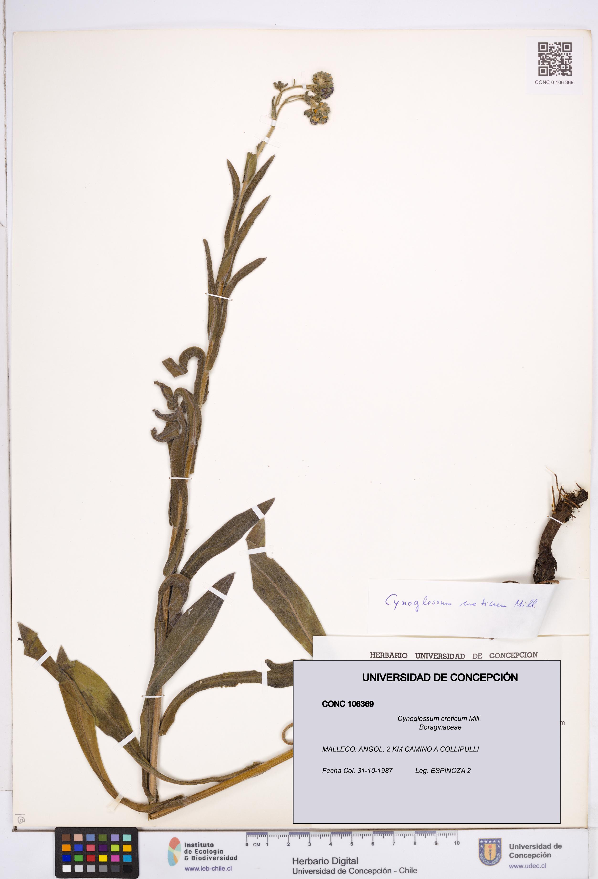 Cynoglossum creticum [Espécimen: ]