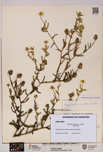 Cladanthus mixtus [Espécimen: UDEC:CONC:0106379]