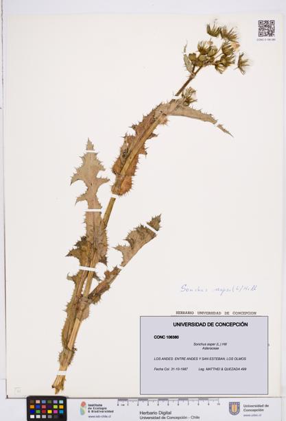 Sonchus asper [Espécimen: ]