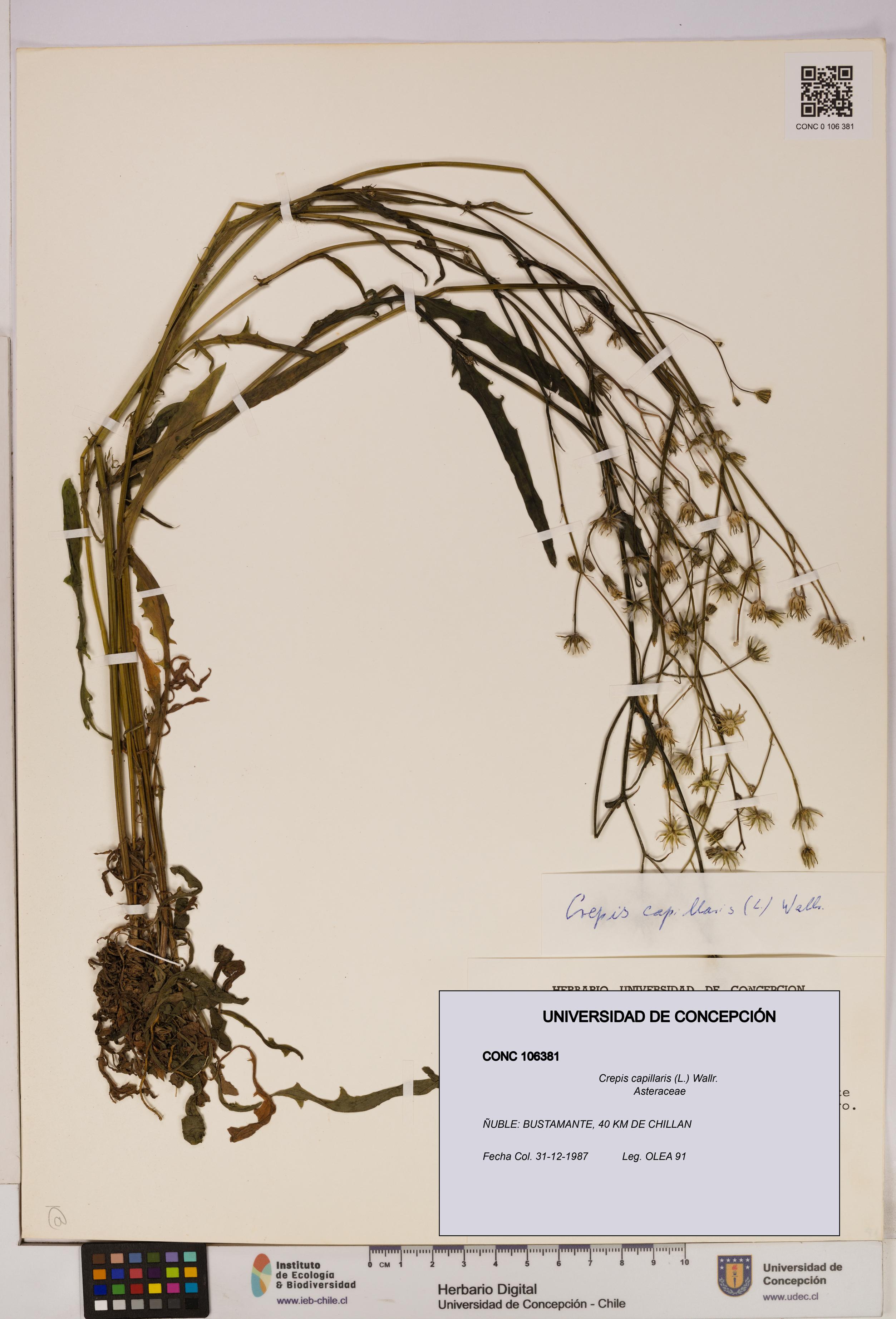 Crepis capillaris [Espécimen: UDEC:CONC:0106381]