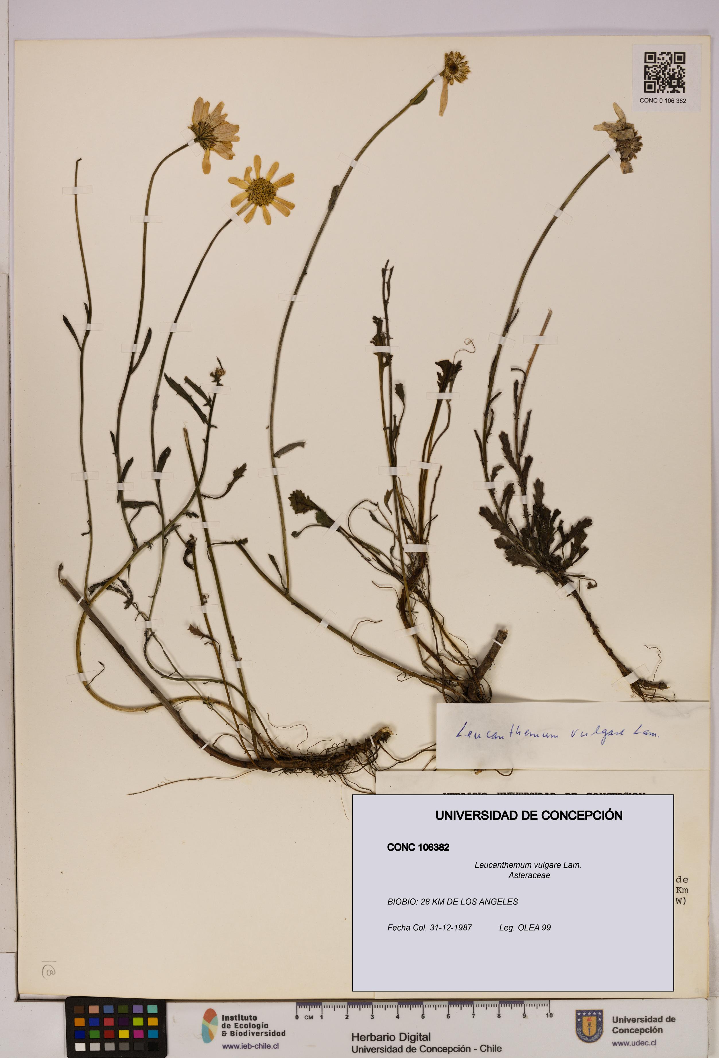 Leucanthemum vulgare [Espécimen: UDEC:CONC:0106382]