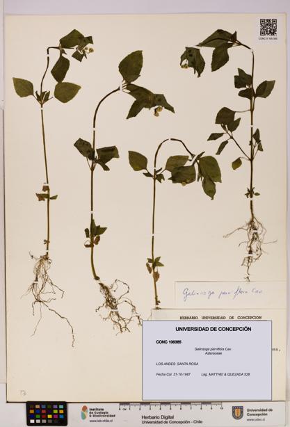 Galinsoga parviflora [Espécimen: UDEC:CONC:0106385]