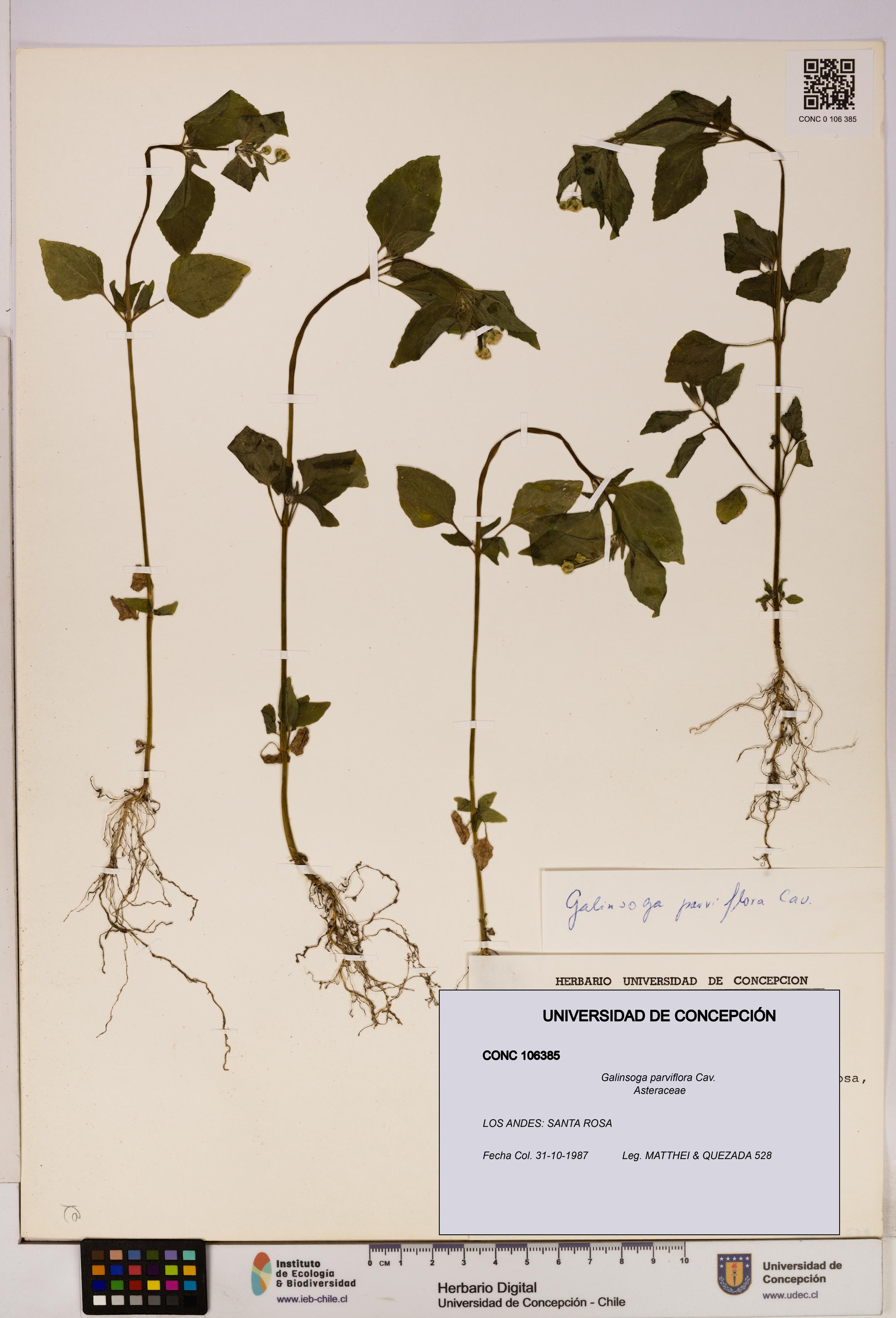 Galinsoga parviflora [Espécimen: UDEC:CONC:0106385]