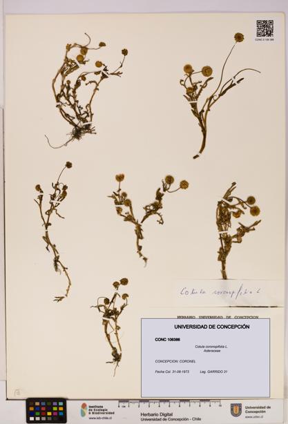 Cotula coronopifolia [Espécimen: UDEC:CONC:0106386]