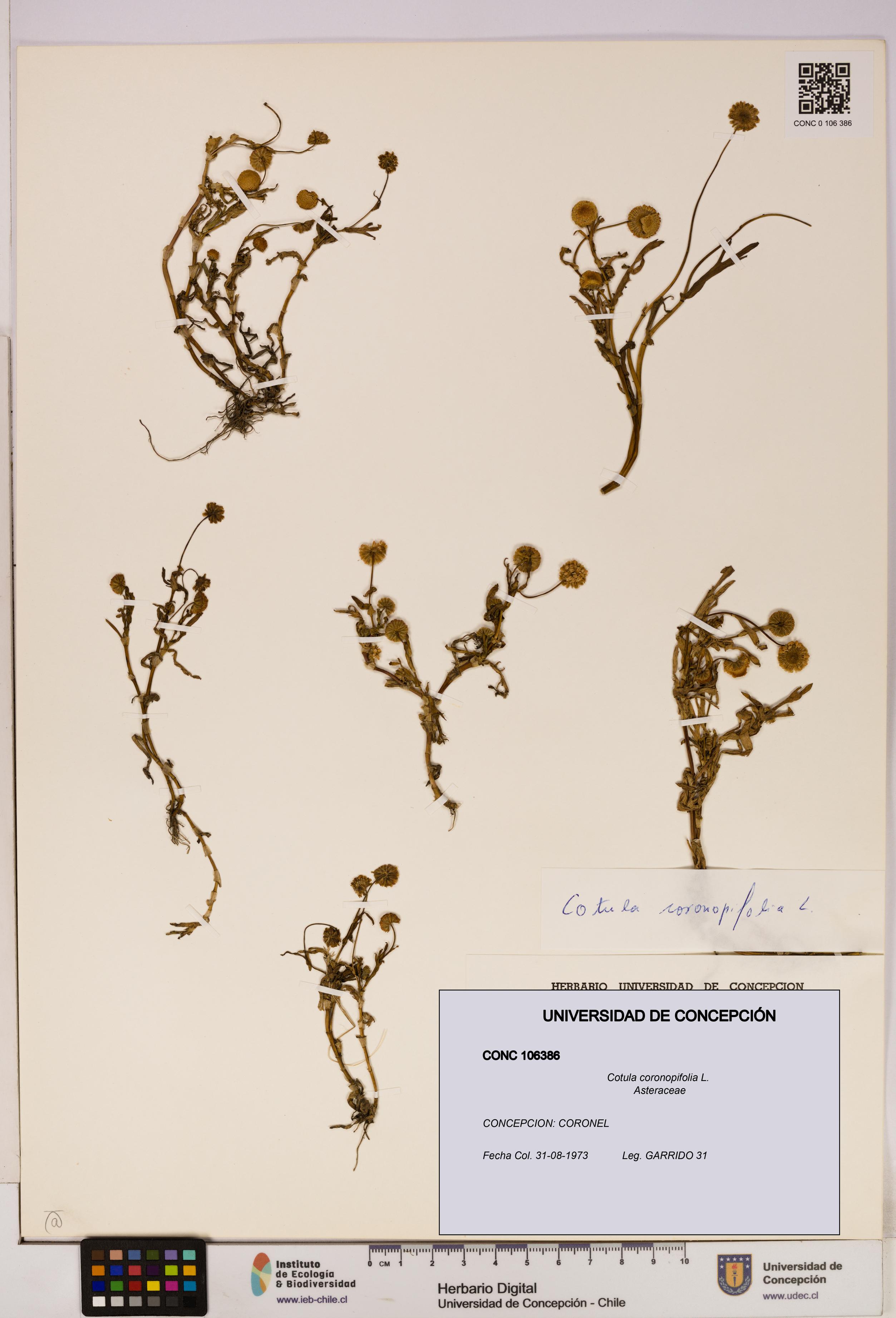 Cotula coronopifolia [Espécimen: UDEC:CONC:0106386]