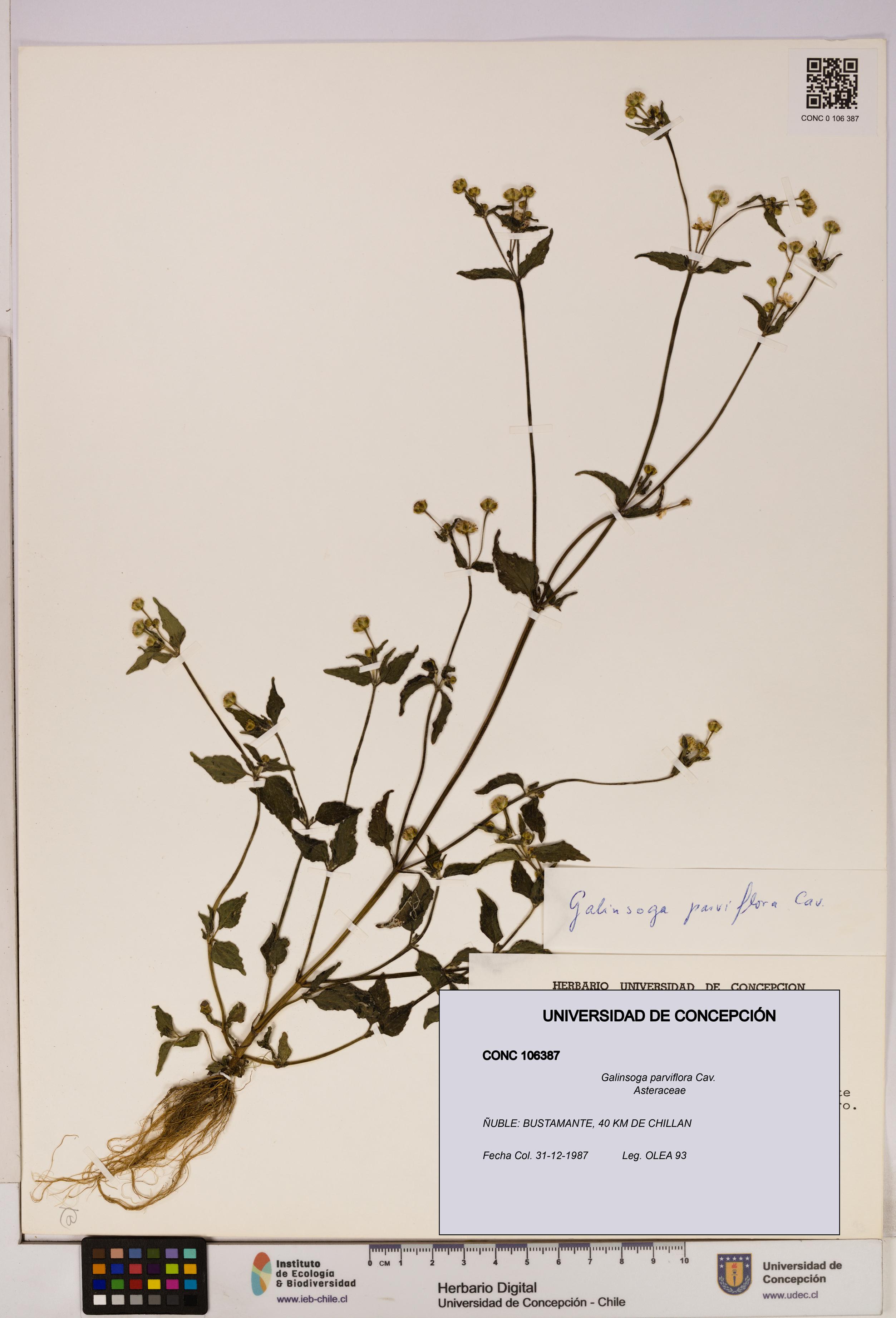 Galinsoga parviflora [Espécimen: UDEC:CONC:0106387]
