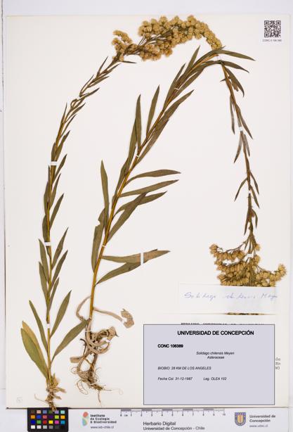 Solidago chilensis [Espécimen: ]