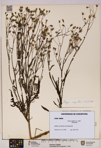 Crepis capillaris [Espécimen: UDEC:CONC:0106390]