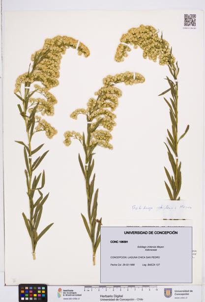 Solidago chilensis [Espécimen: ]