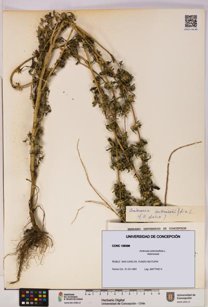 Ambrosia artemisiifolia [Espécimen: UDEC:CONC:0106396]