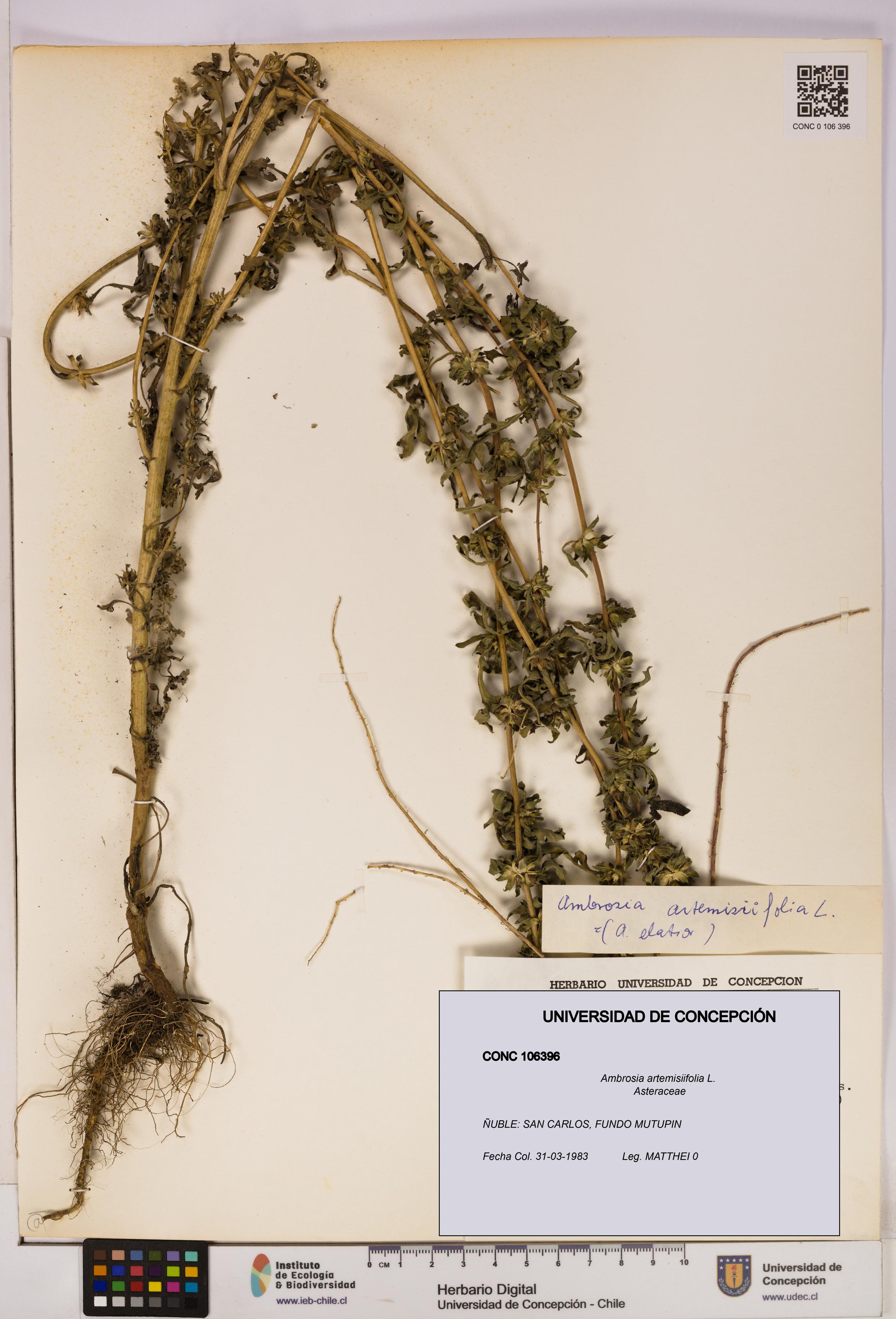 Ambrosia artemisiifolia [Espécimen: UDEC:CONC:0106396]