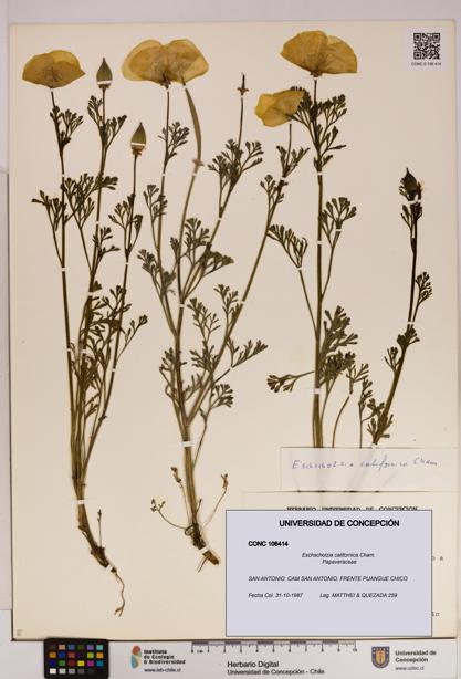 Eschscholzia californica [Espécimen: UDEC:CONC:0106414]