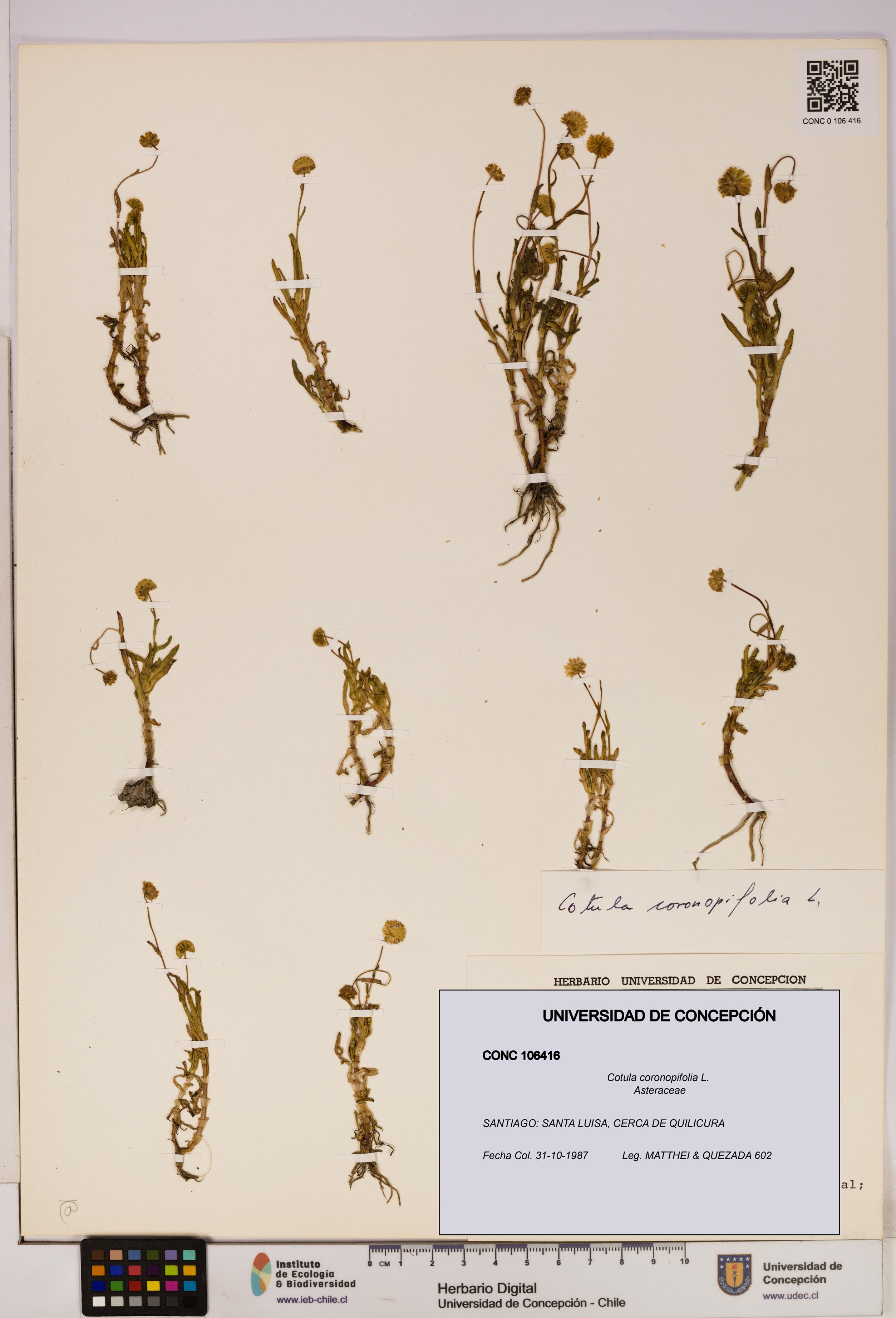 Cotula coronopifolia [Espécimen: UDEC:CONC:0106416]