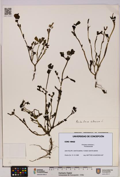 Portulaca oleracea [Espécimen: UDEC:CONC:0106422]