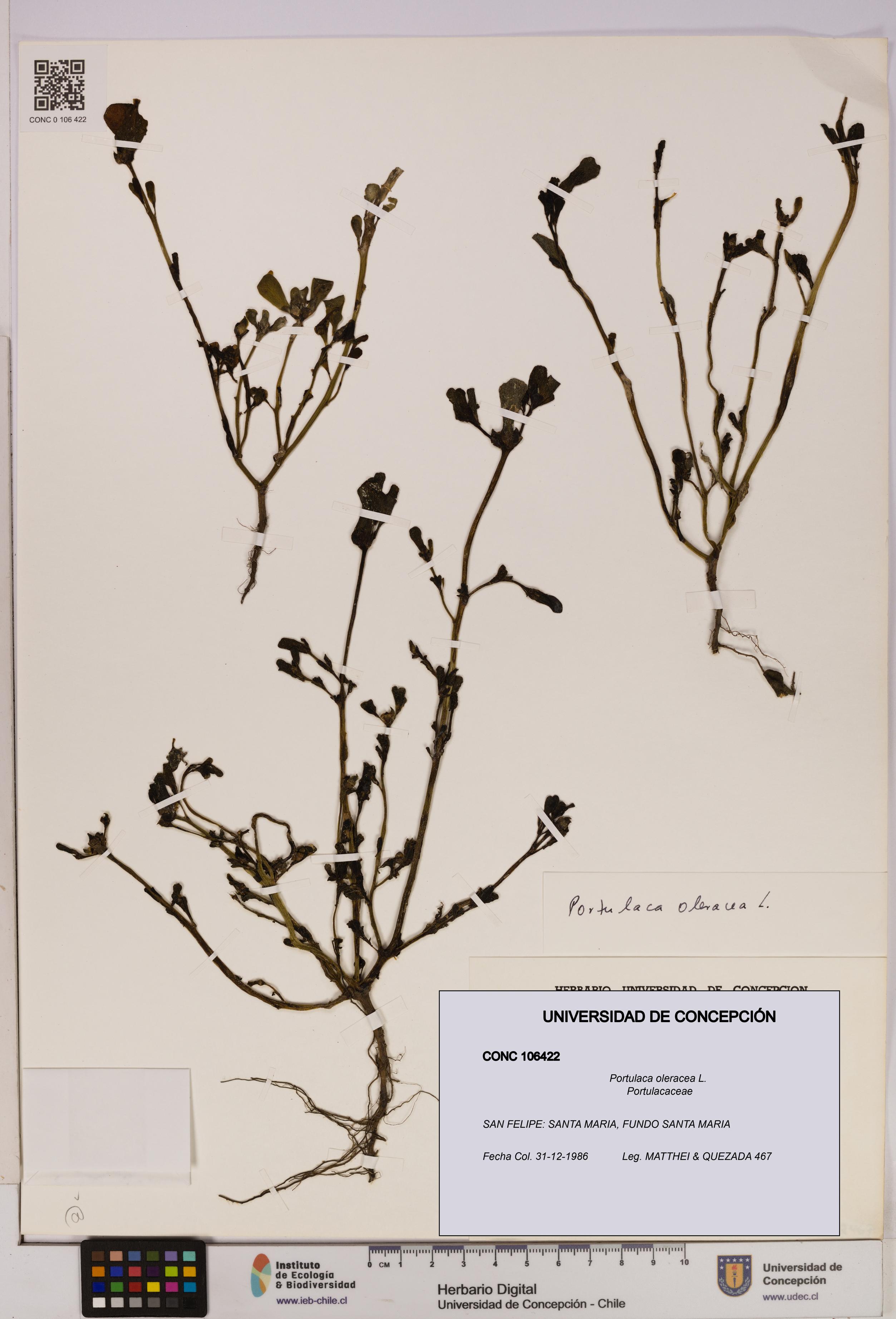 Portulaca oleracea [Espécimen: UDEC:CONC:0106422]