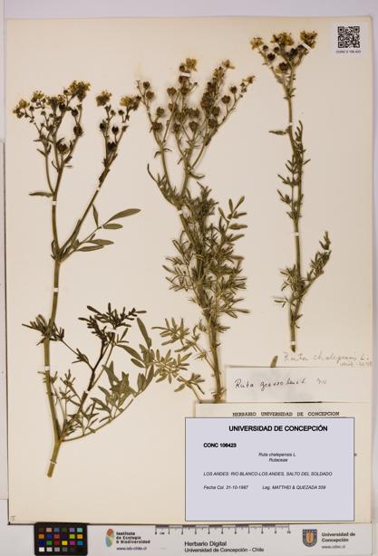 Ruta chalepensis [Espécimen: UDEC:CONC:0106423]