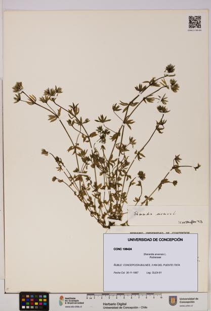 Sherardia arvensis [Espécimen: UDEC:CONC:0106424]