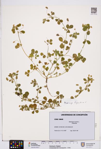 Medicago lupulina [Espécimen: ]