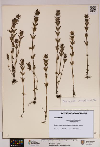 Parentucellia latifolia [Espécimen: UDEC:CONC:0106437]