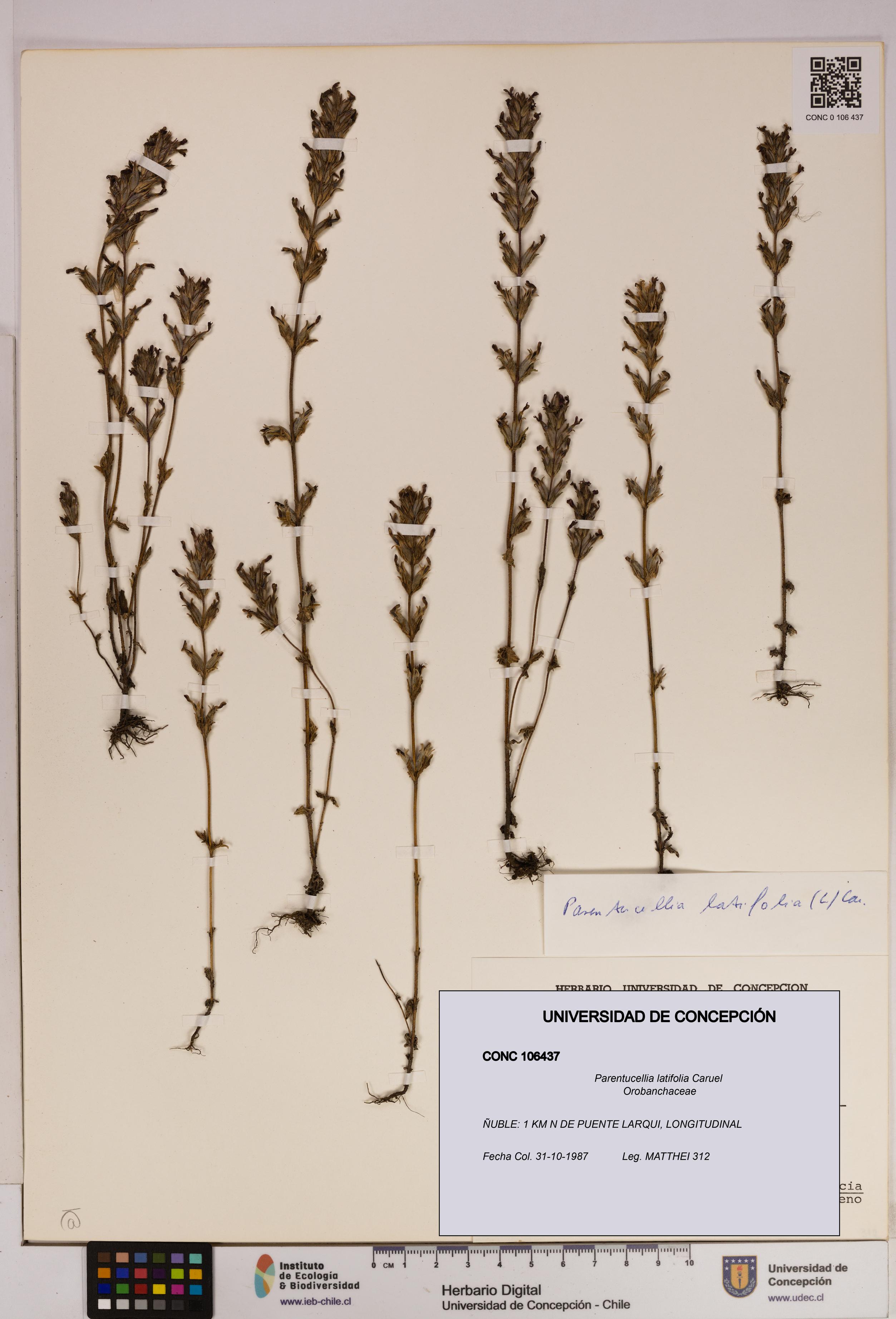Parentucellia latifolia [Espécimen: UDEC:CONC:0106437]