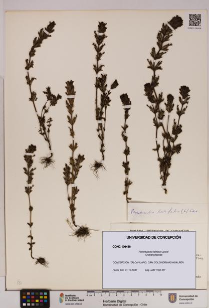 Parentucellia latifolia [Espécimen: UDEC:CONC:0106438]