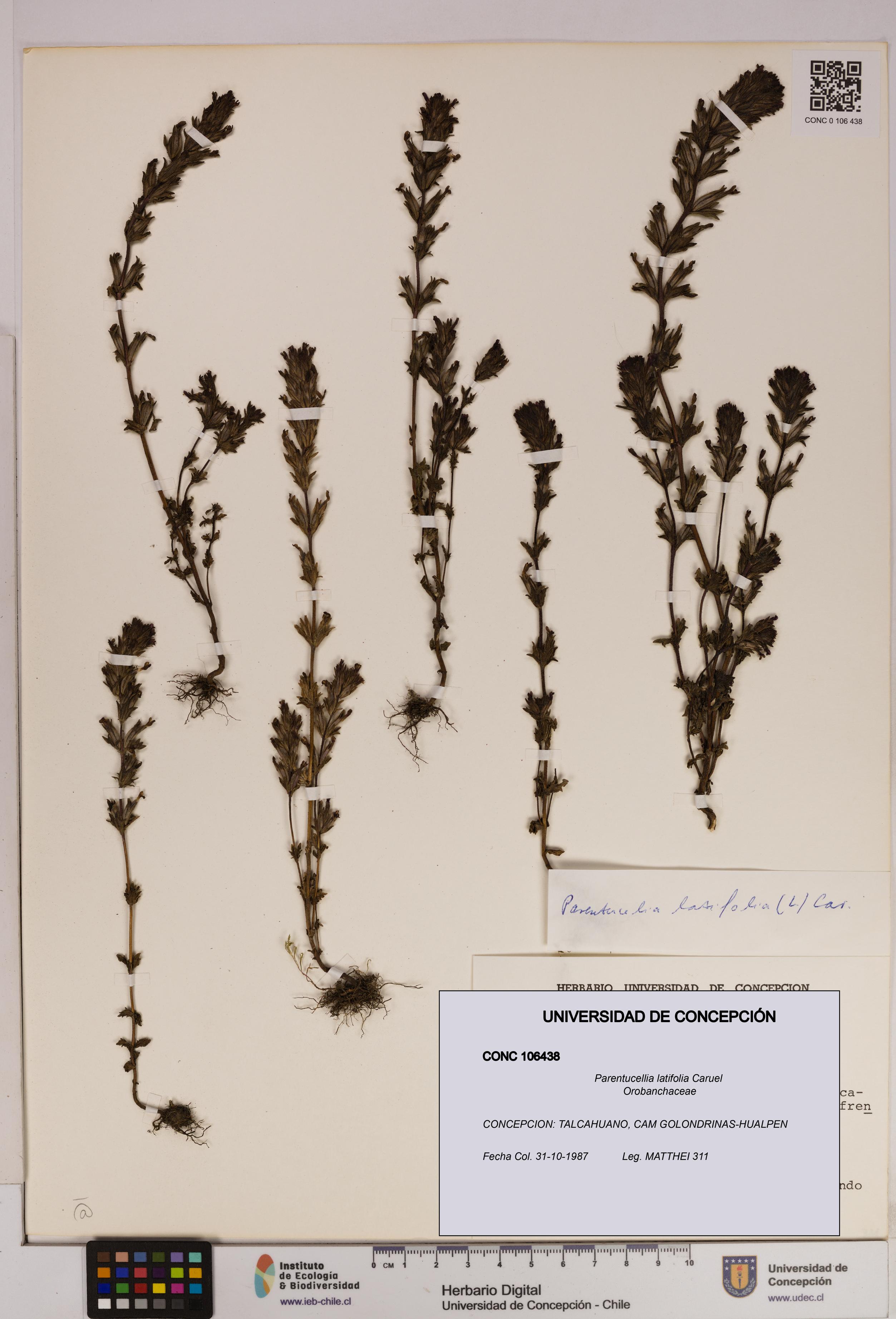 Parentucellia latifolia [Espécimen: UDEC:CONC:0106438]