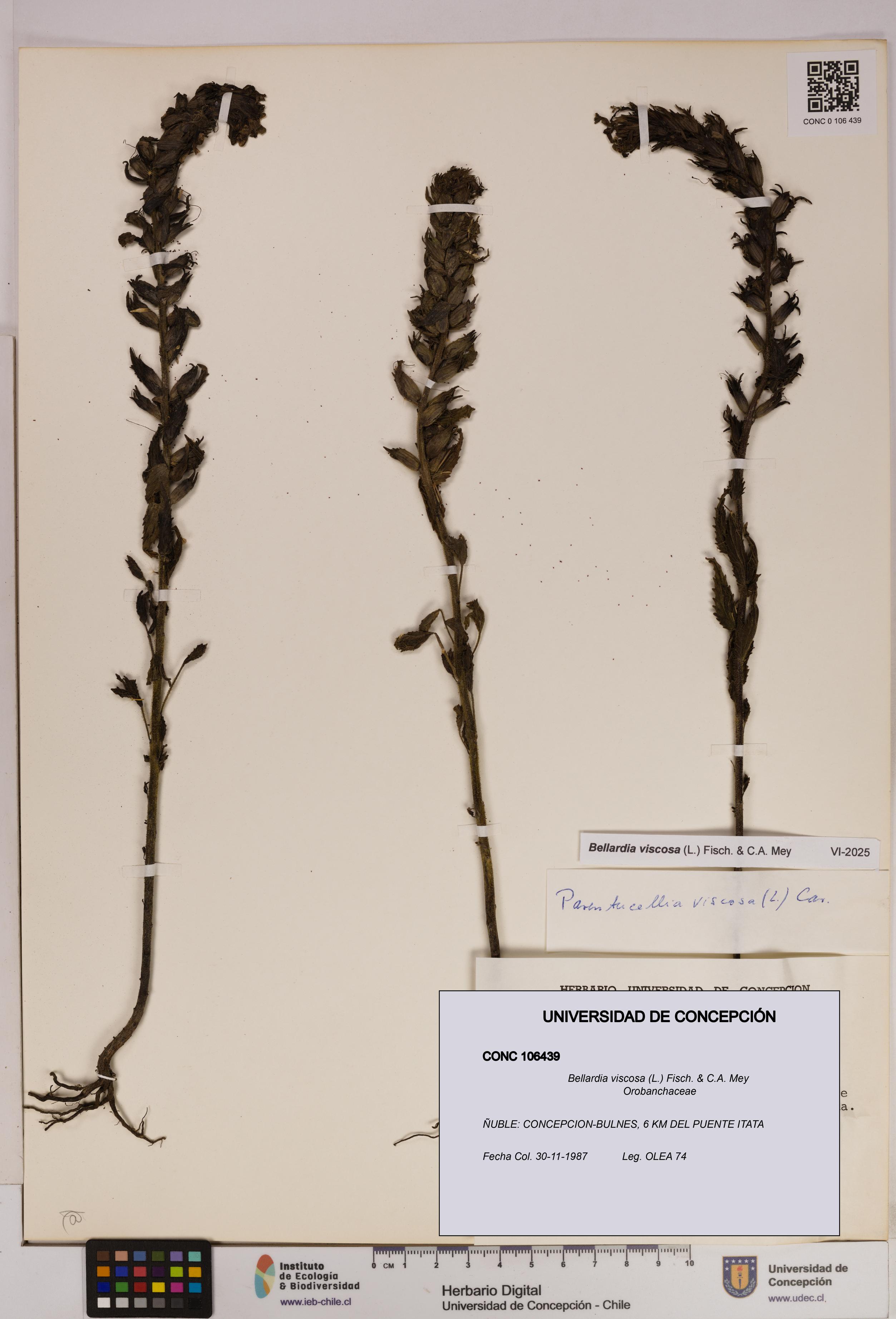 Bellardia viscosa [Espécimen: UDEC:CONC:0106439]