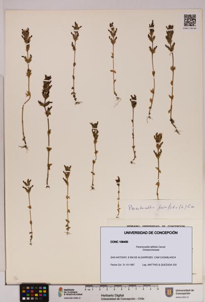 Parentucellia latifolia [Espécimen: UDEC:CONC:0106450]