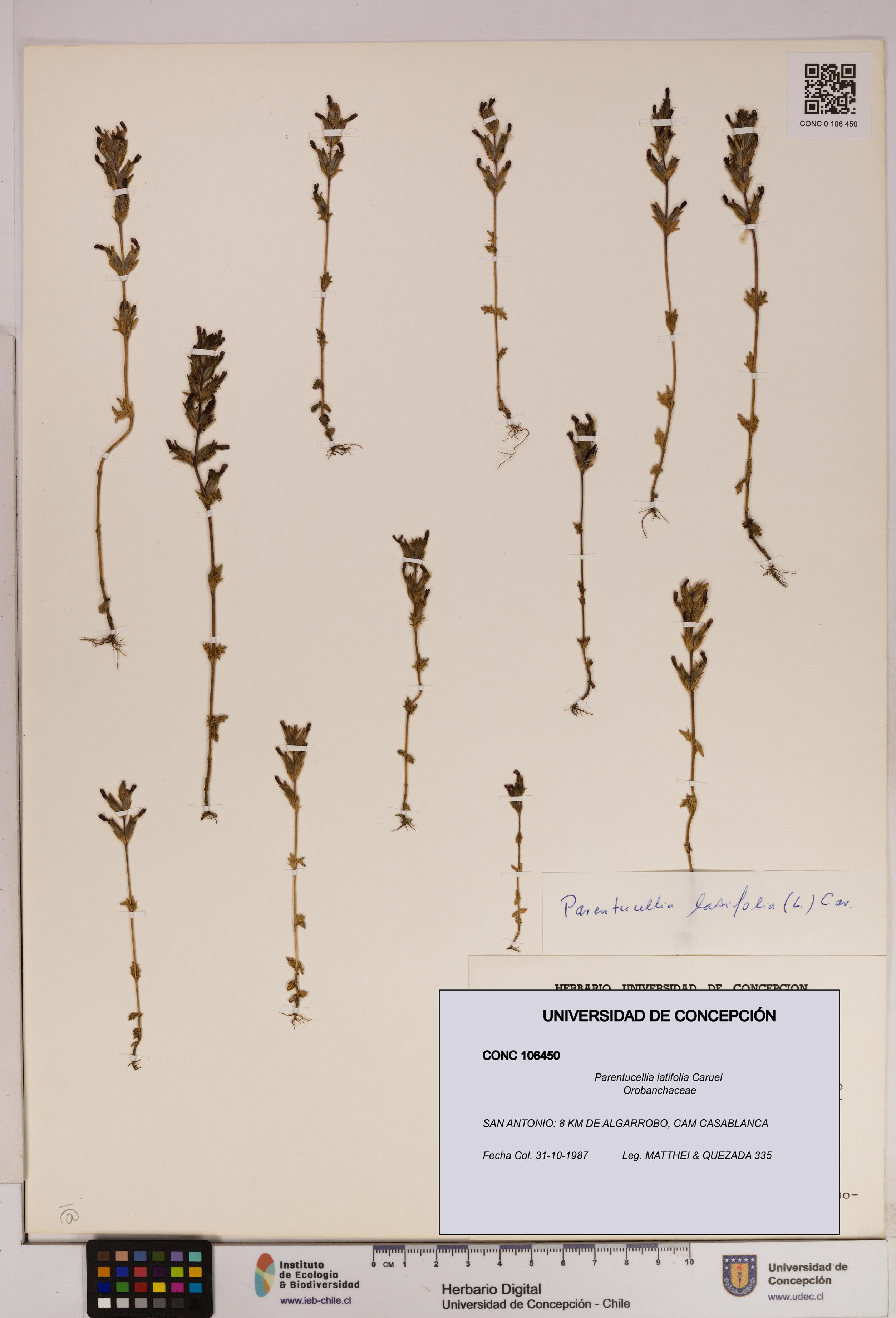 Parentucellia latifolia [Espécimen: UDEC:CONC:0106450]