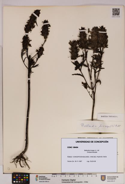 Bellardia trixago [Espécimen: UDEC:CONC:0106454]