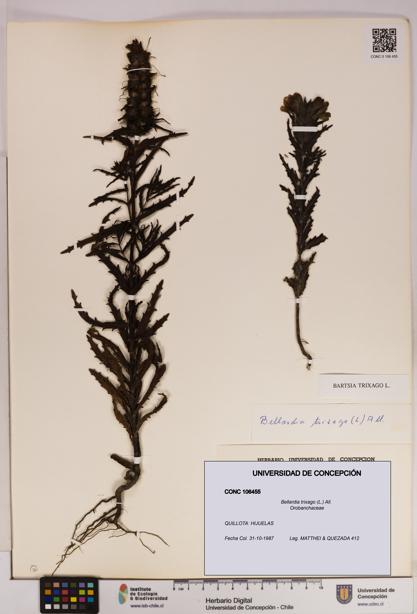 Bellardia trixago [Espécimen: UDEC:CONC:0106455]