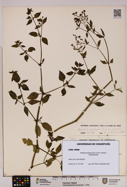 Mirabilis prostrata [Espécimen: UDEC:CONC:0106468]